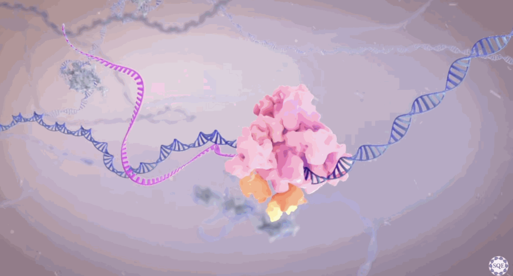 RNA Polymerase II (shown in pink and orange) moves across a strand of DNA (shown in blue) and produces a complementary RNA strand (shown in magenta). 