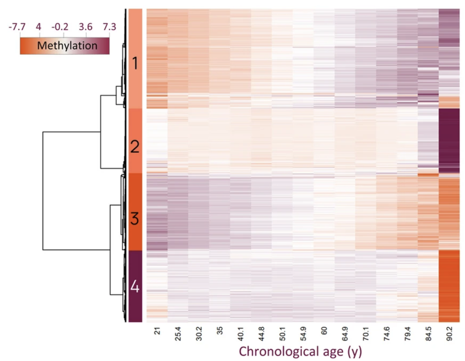 Heatmap showing methylation patterns for selected highly correlated and anti-correlated CpGs with age. The top four clusters were selected for enrichment analyses.  