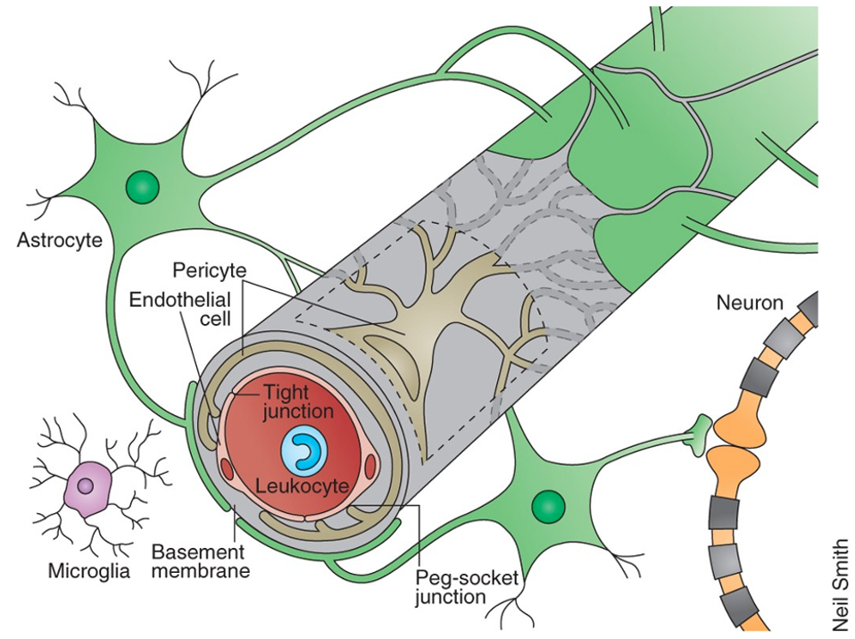 Figure 1: The blood-brain-barrier is composed of several types of cells that regulate which substances reach the brain from the bloodstream