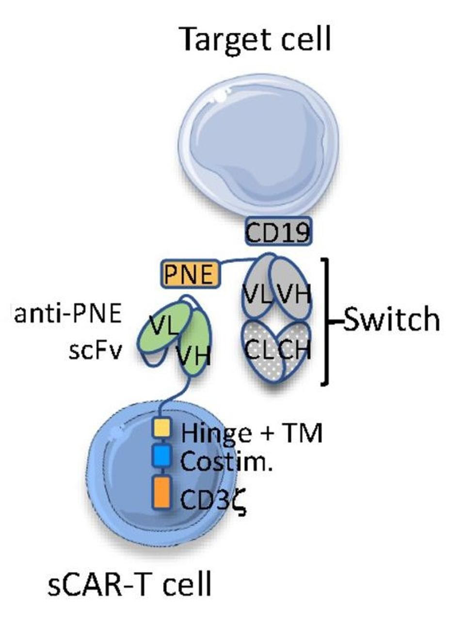 Schematic of sCAR T cell binding
