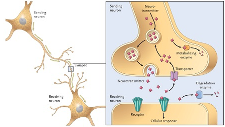 Figure 2: Researchers were interested in exploring the effect of APOE4 on neural synapses—the connections between neurons in the brain.