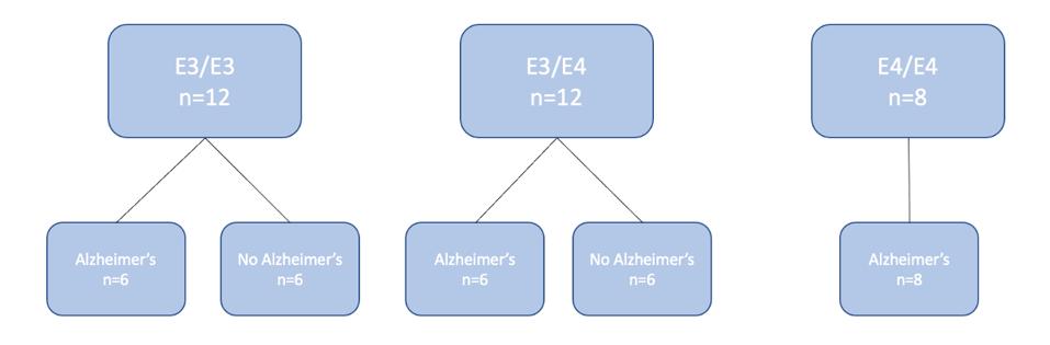 Figure 1: Brain tissue samples were taken from patients with different combinations of the E3 and E4 variants. Each subgroup of E3 patients contained those who had been diagnosed with Alzheimer's as well as those who hadn't.