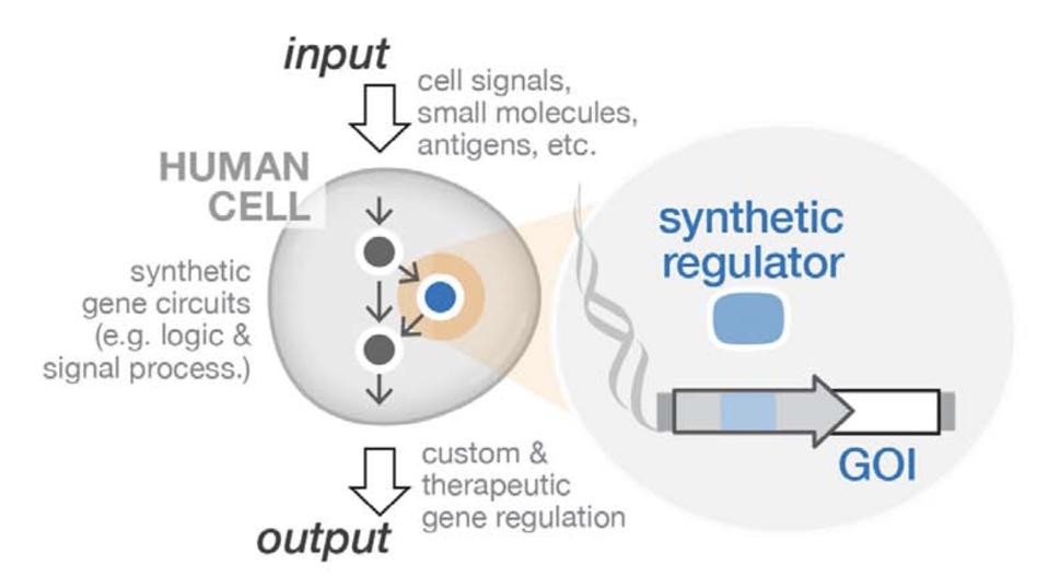 gene circuit schematic