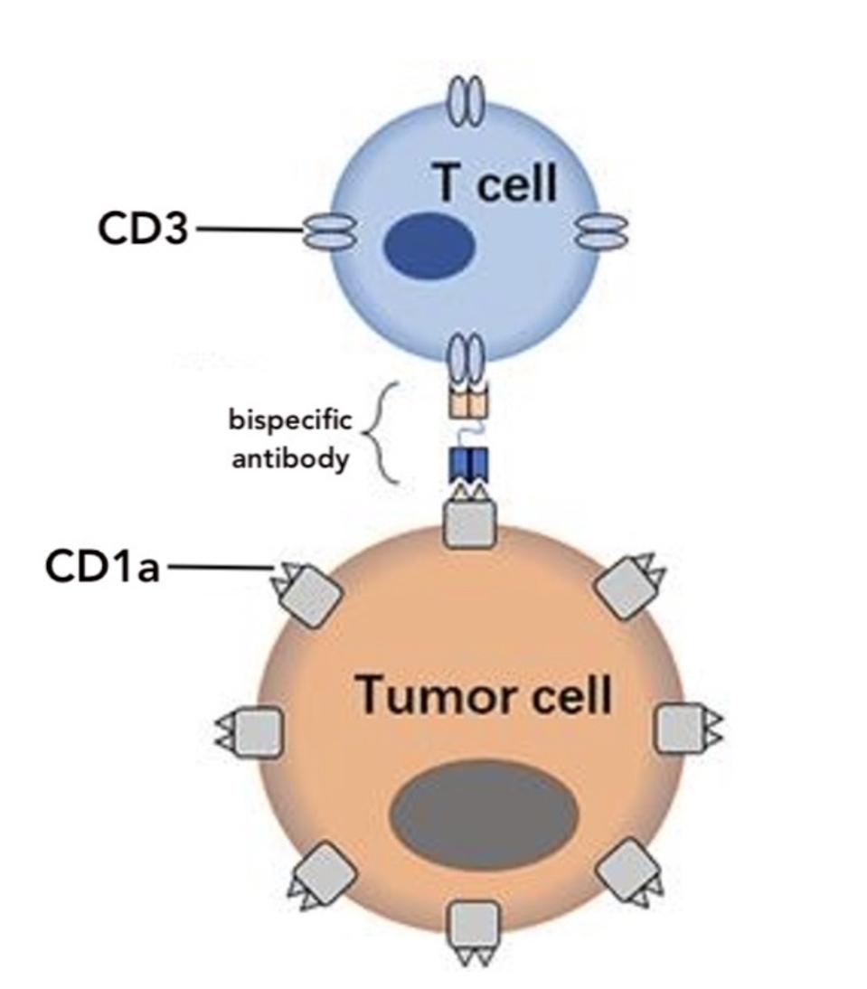 Bispecific antibody