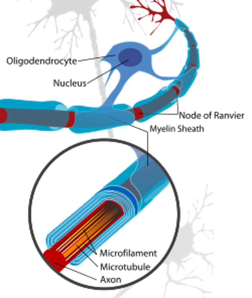 Figure 2: Oligodendrocytes have the essential function of insulating neurons with a fatty substance called myelin.   