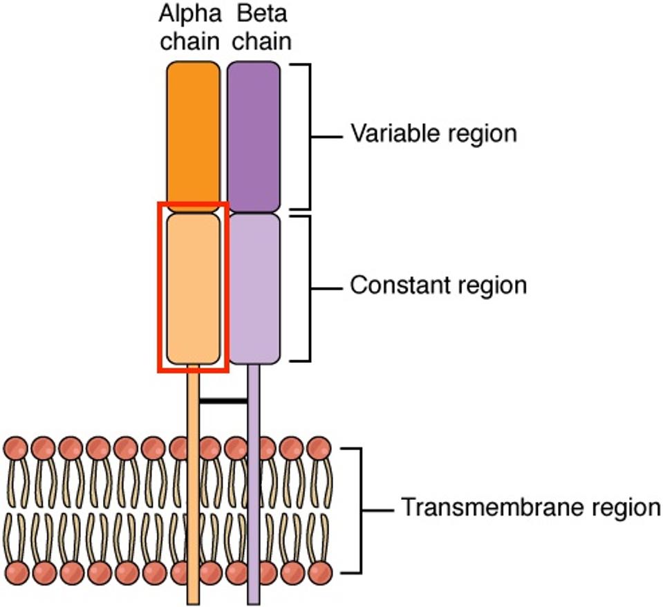 TCR structure