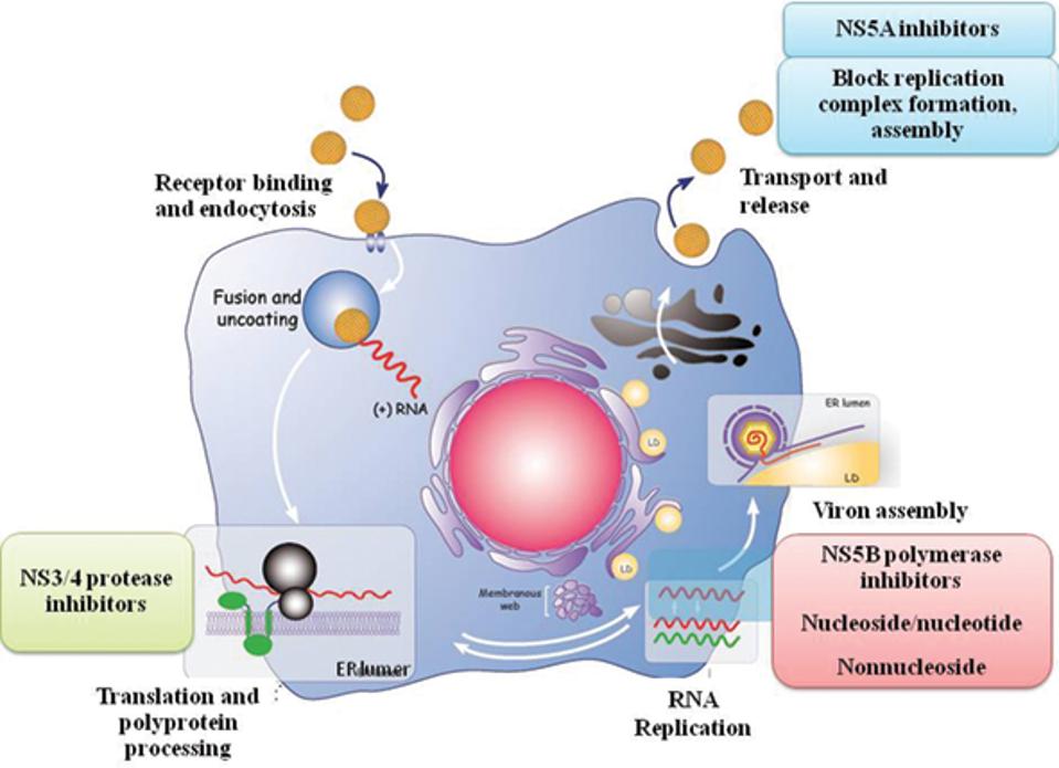 fig 1 antiviral targets