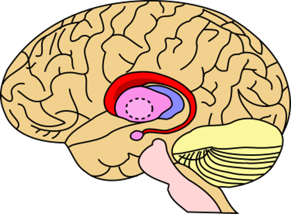 Caudate_nucleus.svg