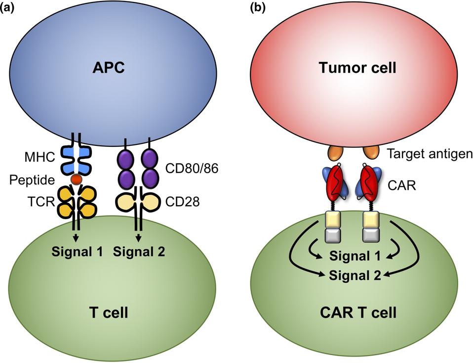 T Cell vs CAR T Cell Activation