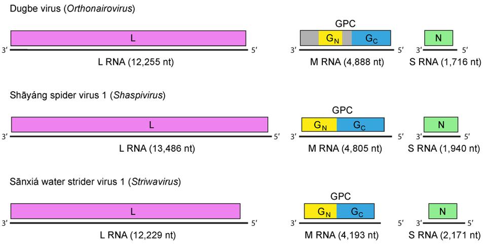 schematic of nairovirus genomes
