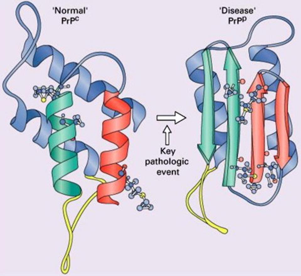 Conversion of a normal PrPc protein into the disease-causing prion PrPSc. 