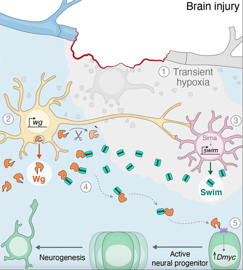 Neurons (yellow) and glial cells (purple) form neuro-glial clusters and secrete Wg and swim protein.