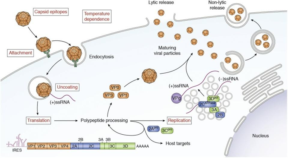 Life Cycle and Genome of EV-D68
