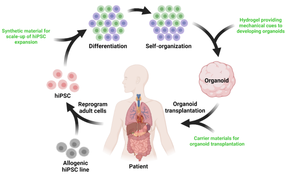 Figure 3: Kidney organoids are grown from stem cells