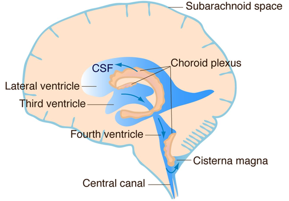 Figure 3: The choroid plexus is a central structure of the brain that consists of blood vessels and produces cerebrospinal fluid.