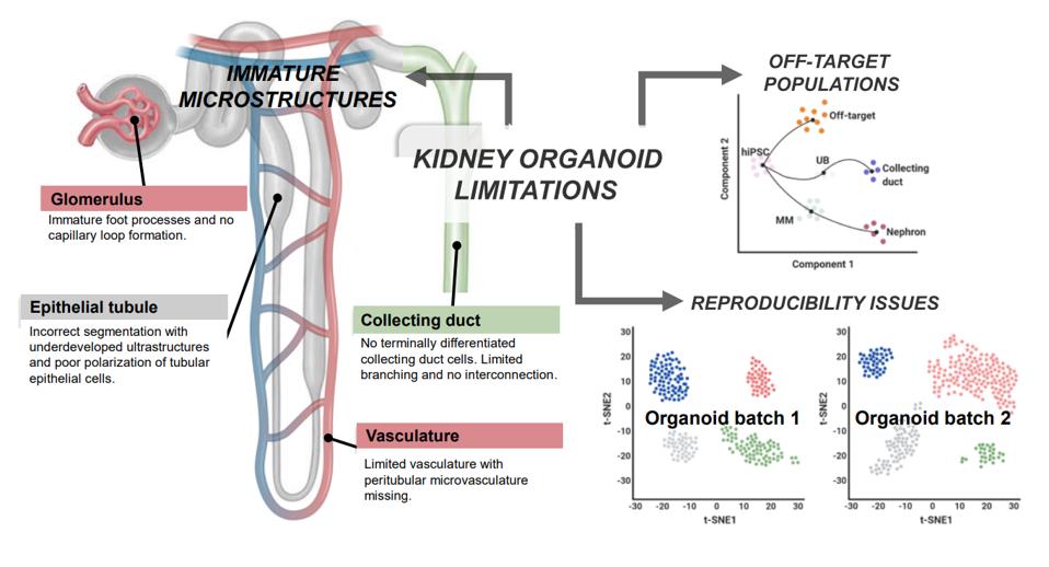 Figure 2: Limitations of current kidney organoids