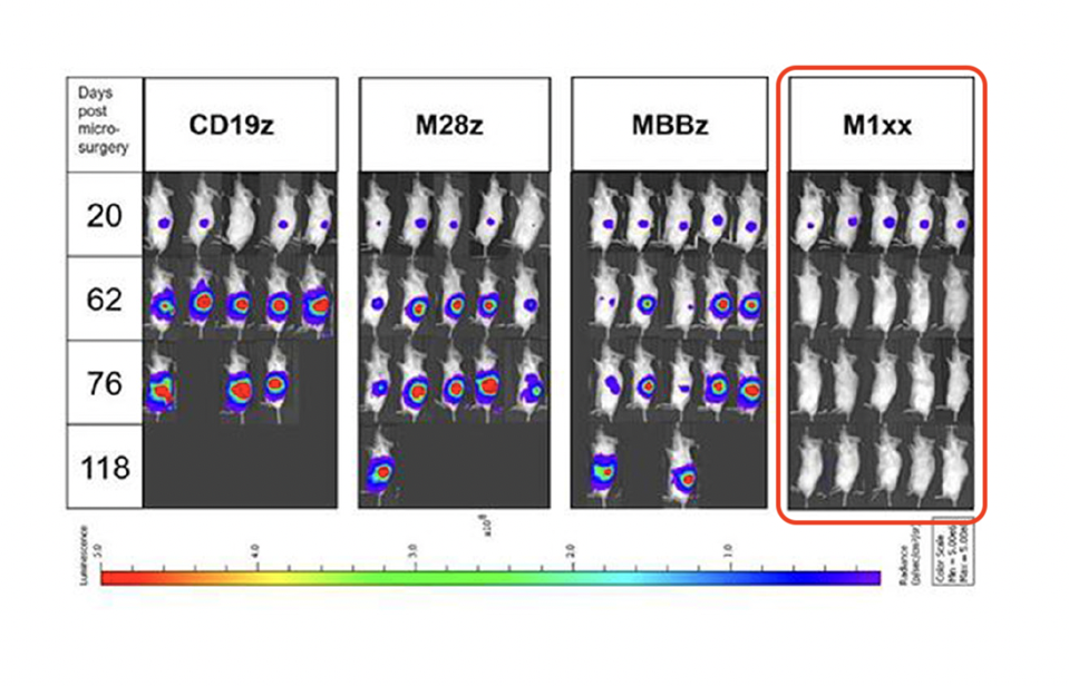 ovarian tumor burden marked by bioluminescence monitoring 