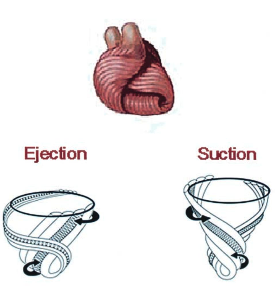 Figure 1: Human hearts engage in a twisting motion to pump blood through the body.