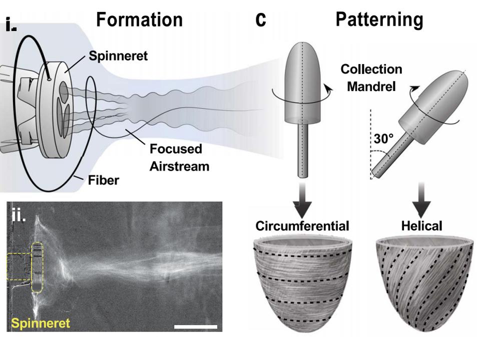 Figure 3: Chang et al. used a spinneret and focused airstream to create 3D structures of the heart.