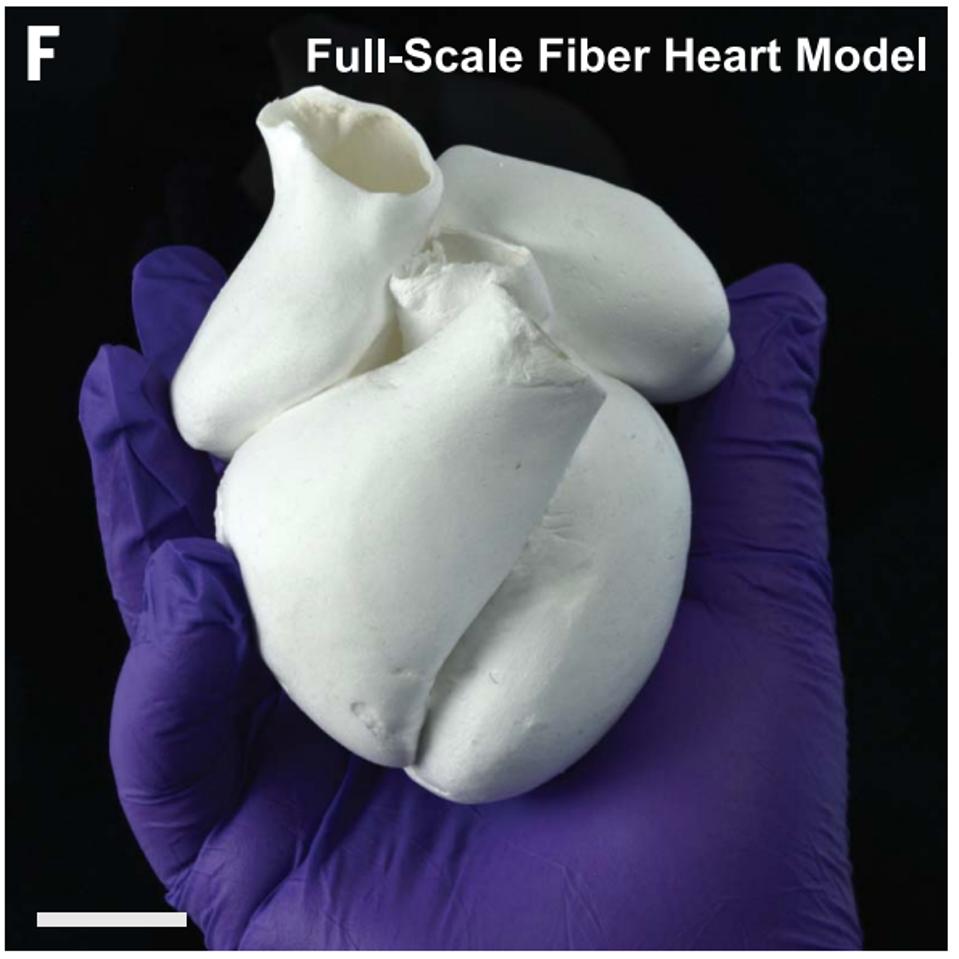 Figure 5: Chang et al. successfully created all four chambers of the heart to assemble a full-sized model.