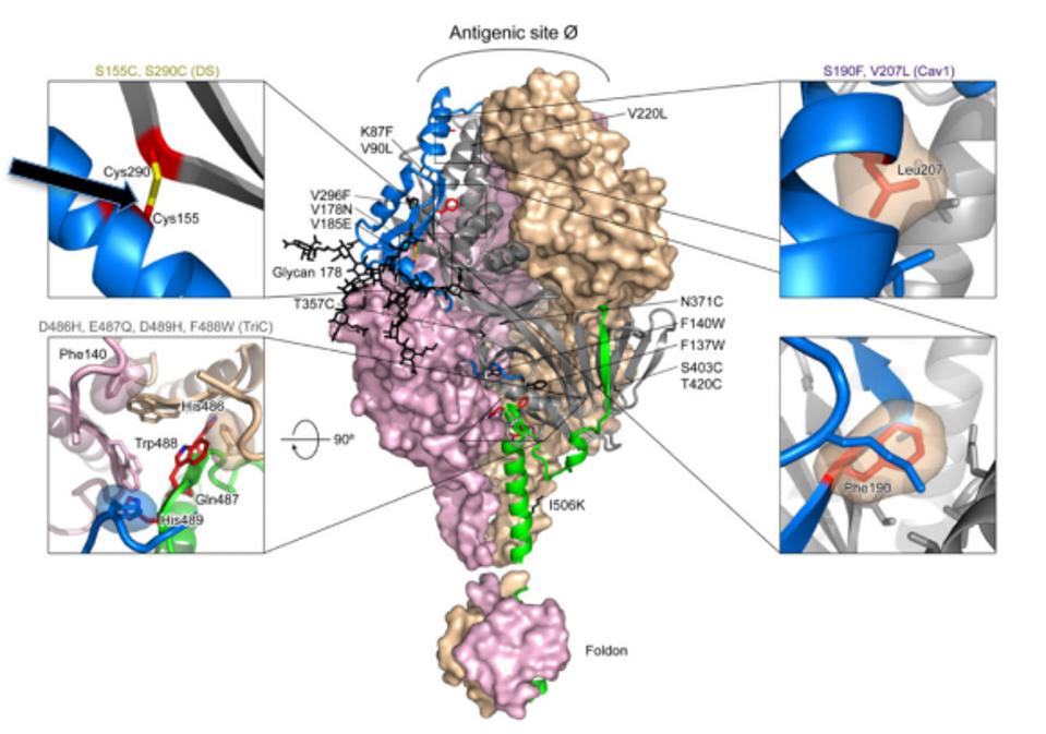 Design of soluble site Ø-stabilized RSV F trimers