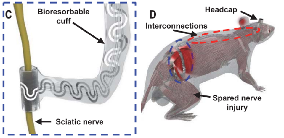 Figure 3: The device was tested on rats with leg-based nerve injuries.