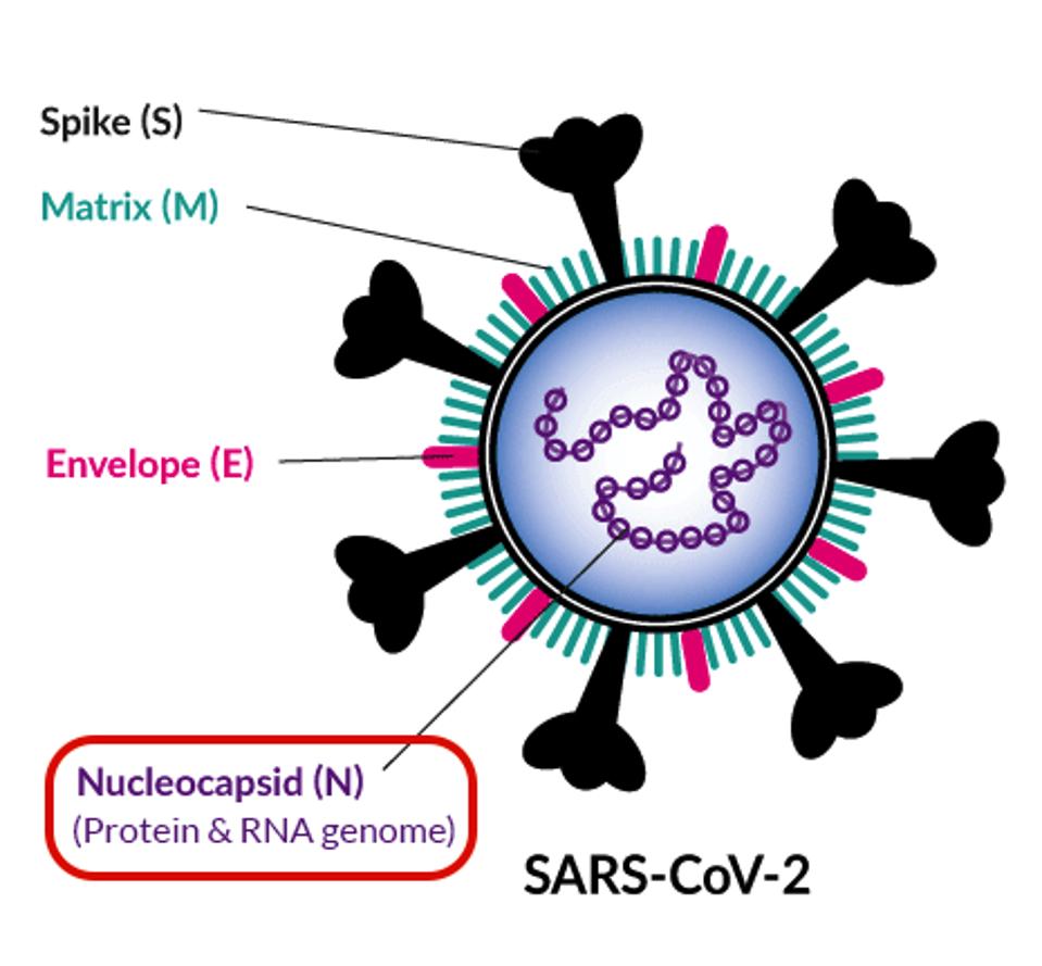 image of major SARS-CoV-2 viral proteins