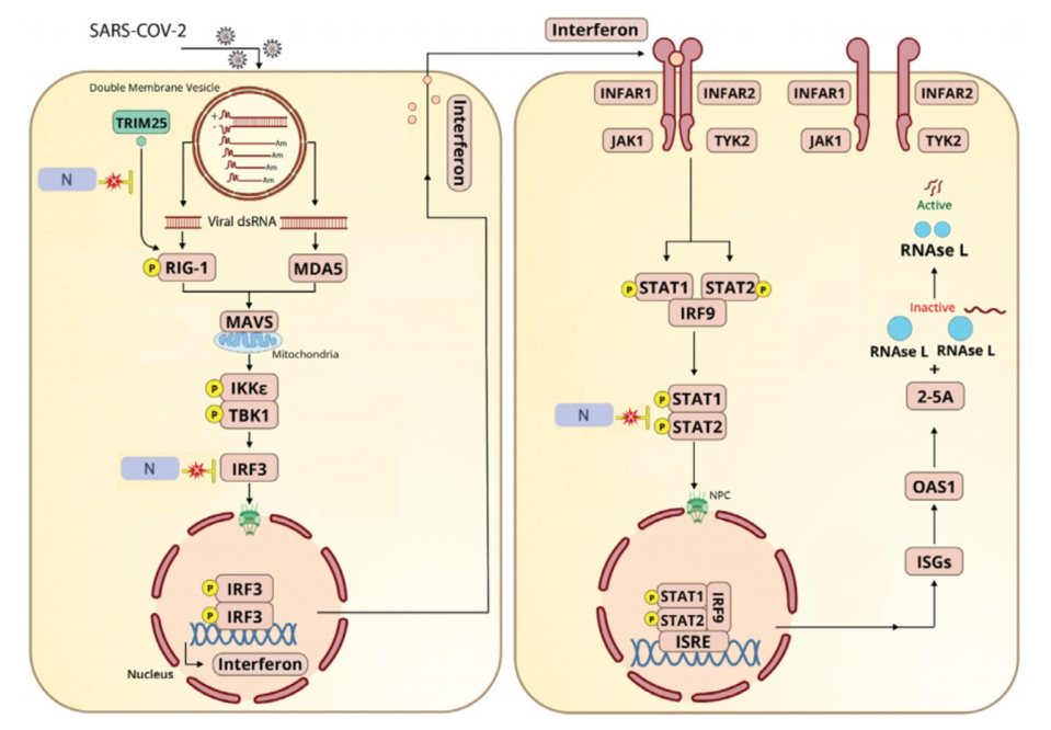 Interferon pathway disrupted by SARS-CoV-2 N protein