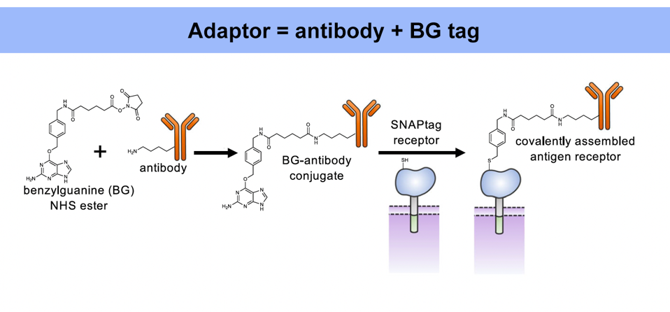 SNAPtag Adaptor and CAR T cell
