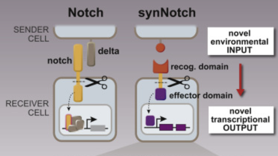 Notch vs synNotch receptor