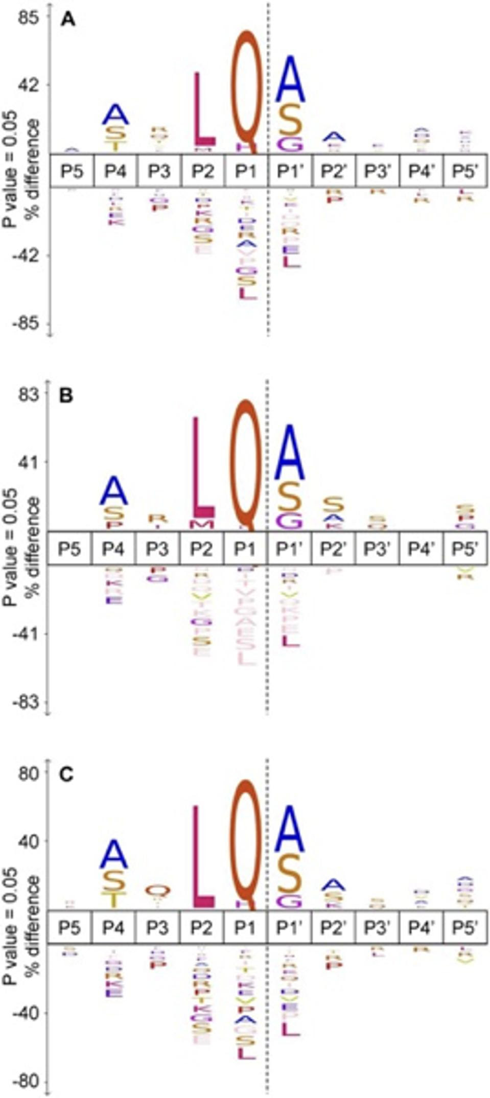 Frequency map, SARS-CoV-2 and SARS-CoV main protease cleavage site specificities