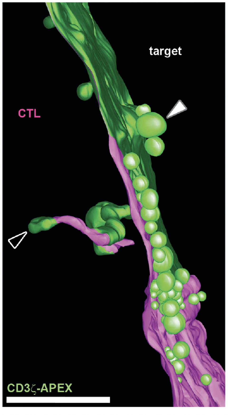 TCR Downregulated by Exocytosis