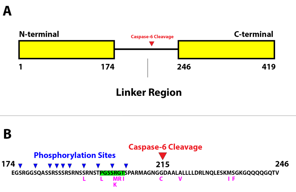 Two images demonstrating the N protein and where it is cleaved by enzyme caspase-6