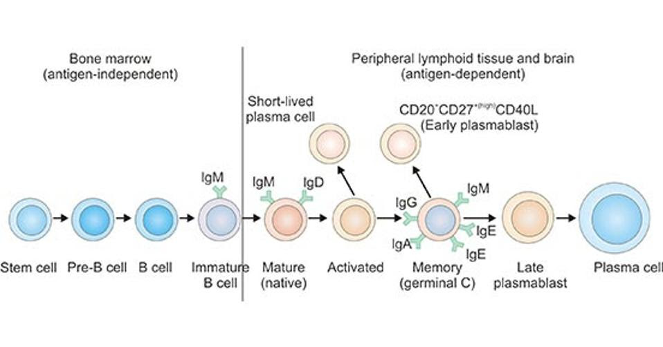 B cell lineage