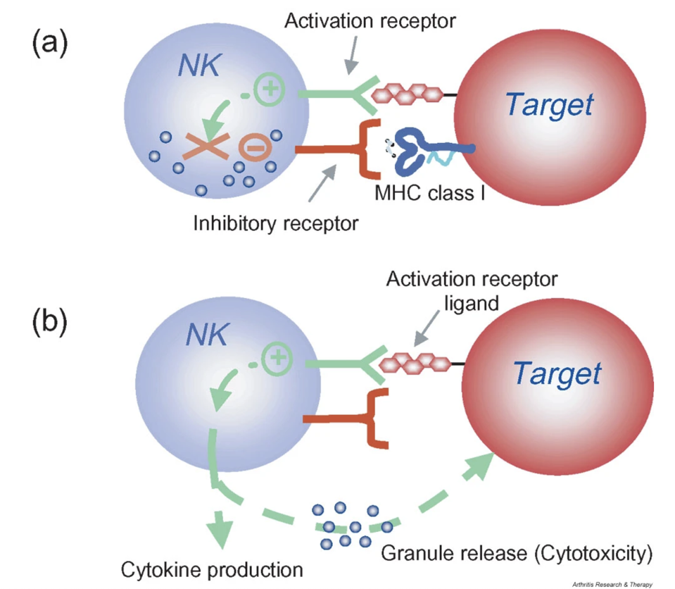 NK Cell Activation