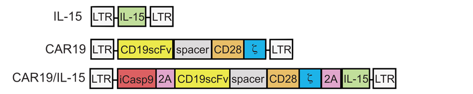 CAR NK Gene Construct