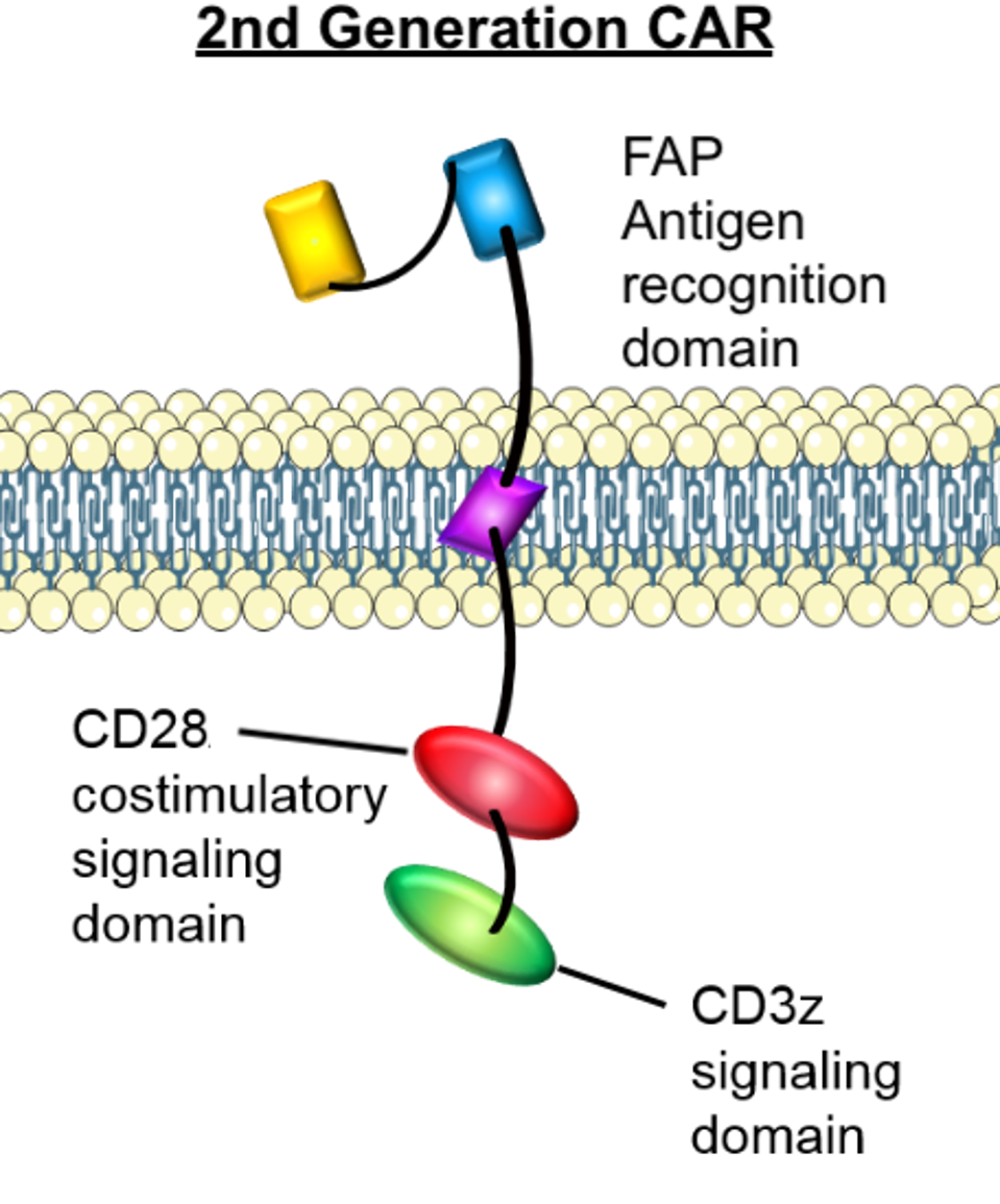 CAR T design with labeled components