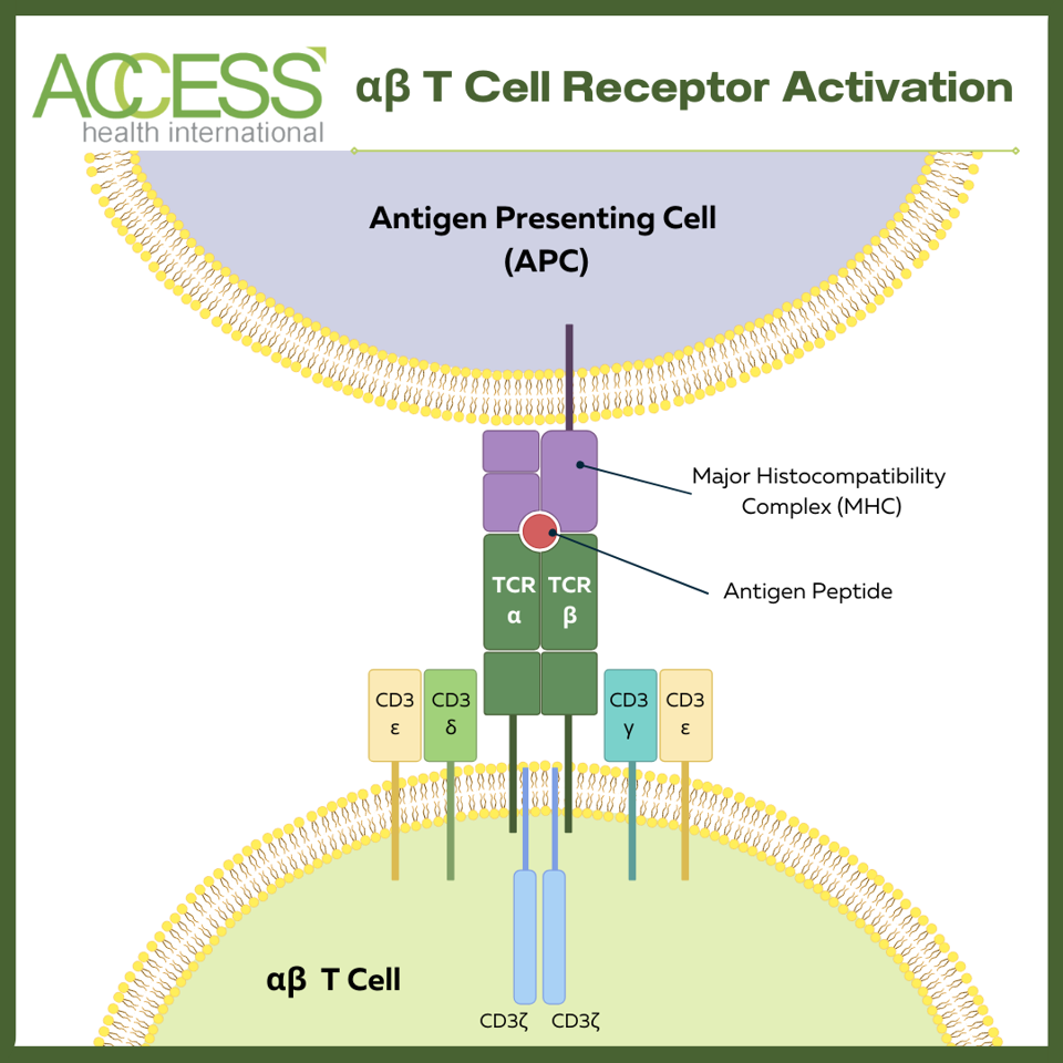 αβ T Cell Receptor Activation