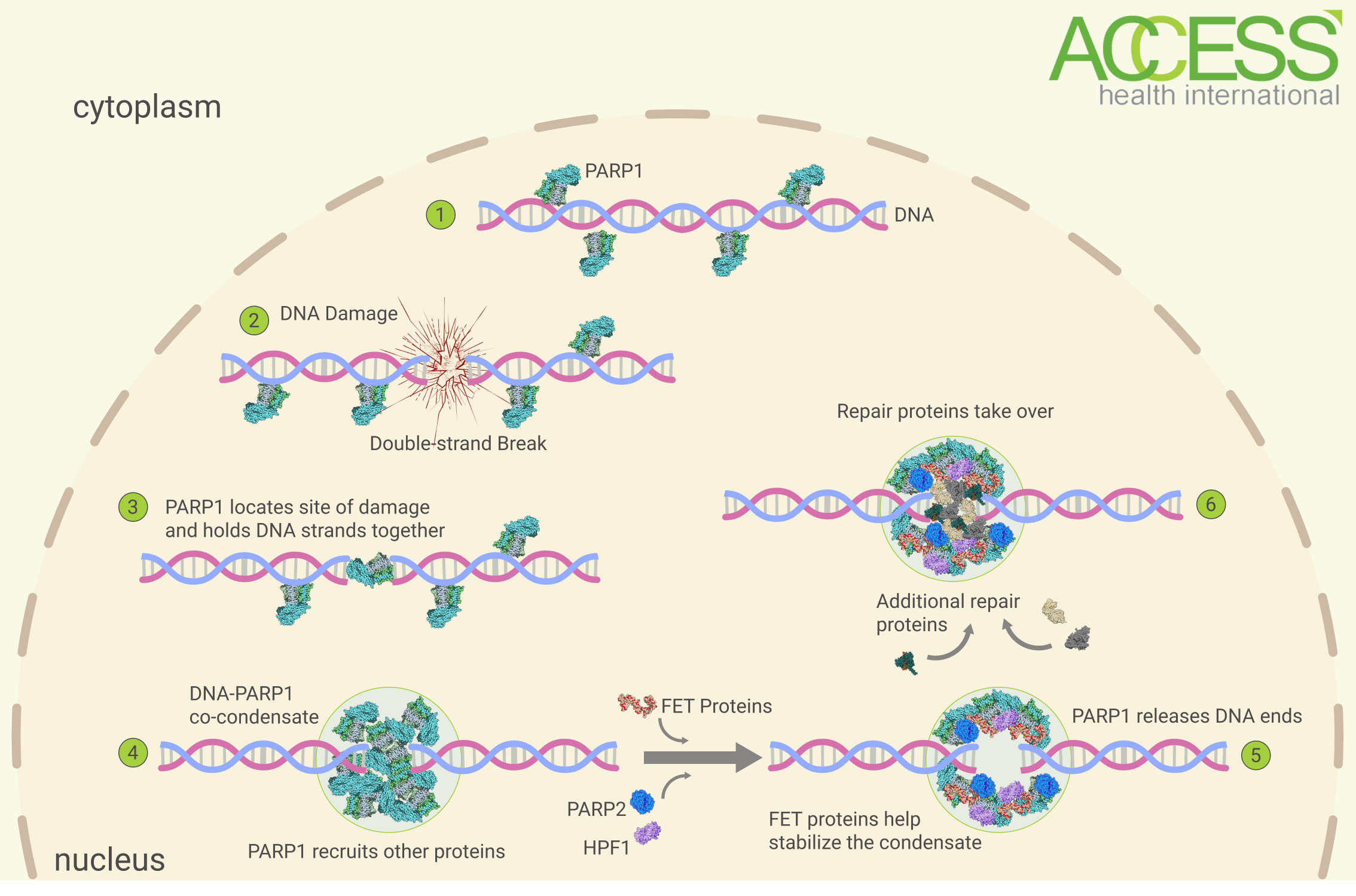 A timeline of the repair process for DNA double-strand breaks.