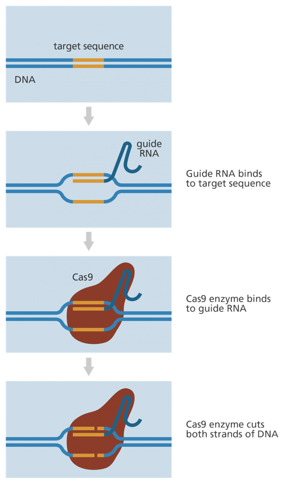 Figure 1: CRISPR consists of Cas9 and guiding RNA.