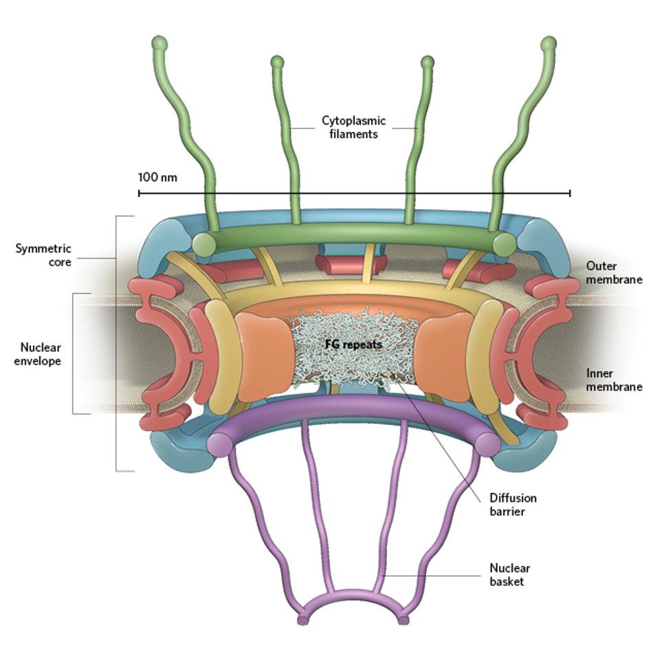Nuclear pore complex