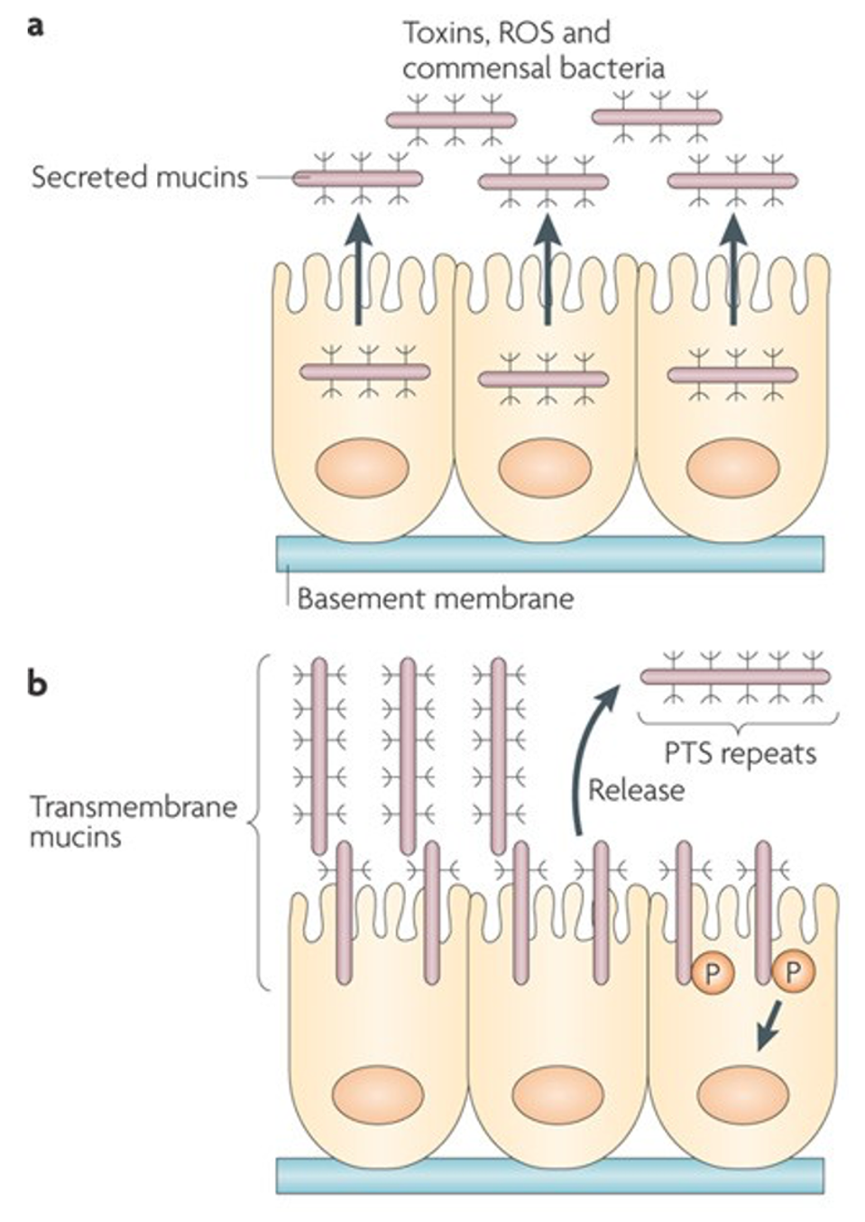 Figure 2: Mucins can be secreted or exist within the membrane