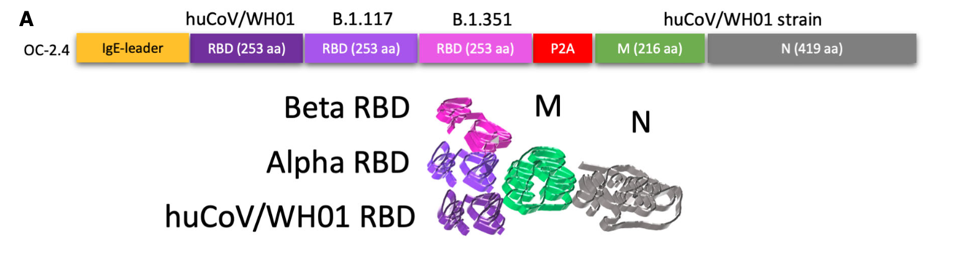 Figure 1: The “universal” vaccine contains the DNA of three spike protein receptor binding domains (RBD) to account for three variants of SARS-CoV. The vaccine also contains additional membrane and nucleocapsid viral protein DNA.