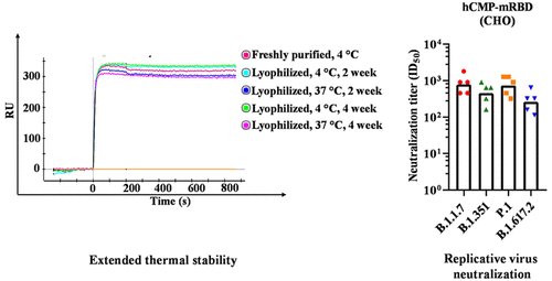 Antibody titers generated by hCMP-mRBD vaccine in guinea pigs
