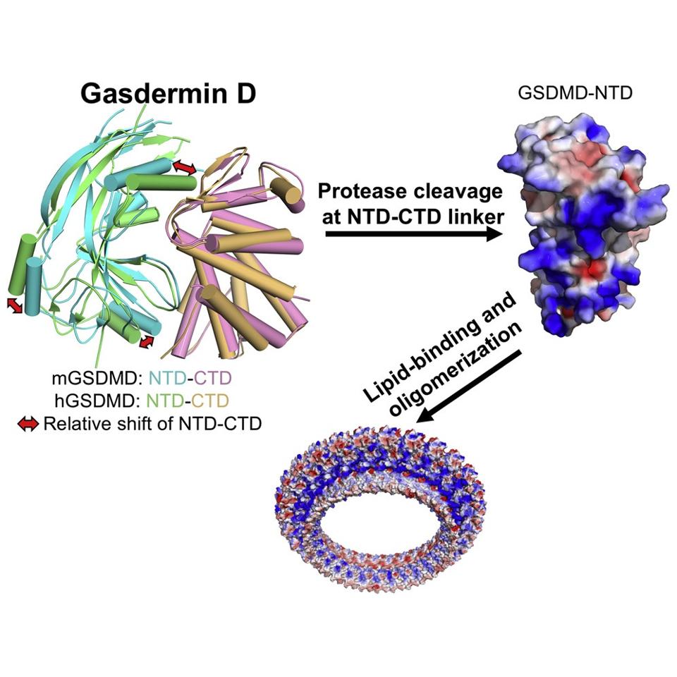Caspase, a protease, cleaves the Gasdermin to activate it.