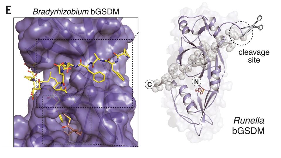 Structural overview of gasdermin in Bradyrhizobium (left) and Runella (right) bacteria.