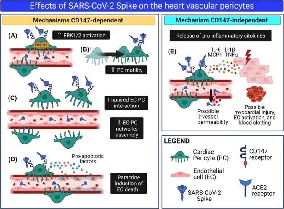 Effects of SARS-CoV-2 Spike on the heart vascular pericytes. 