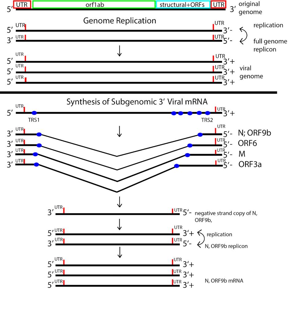 FIGURE 3