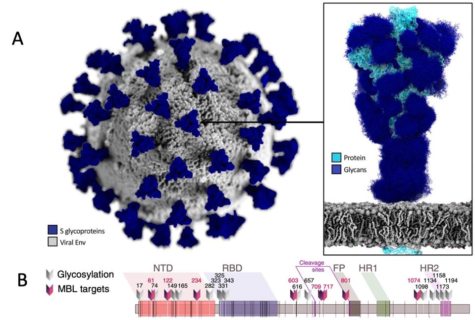 Each spike protein is covered with a unique pattern of glycan (sugar-based) molecules.