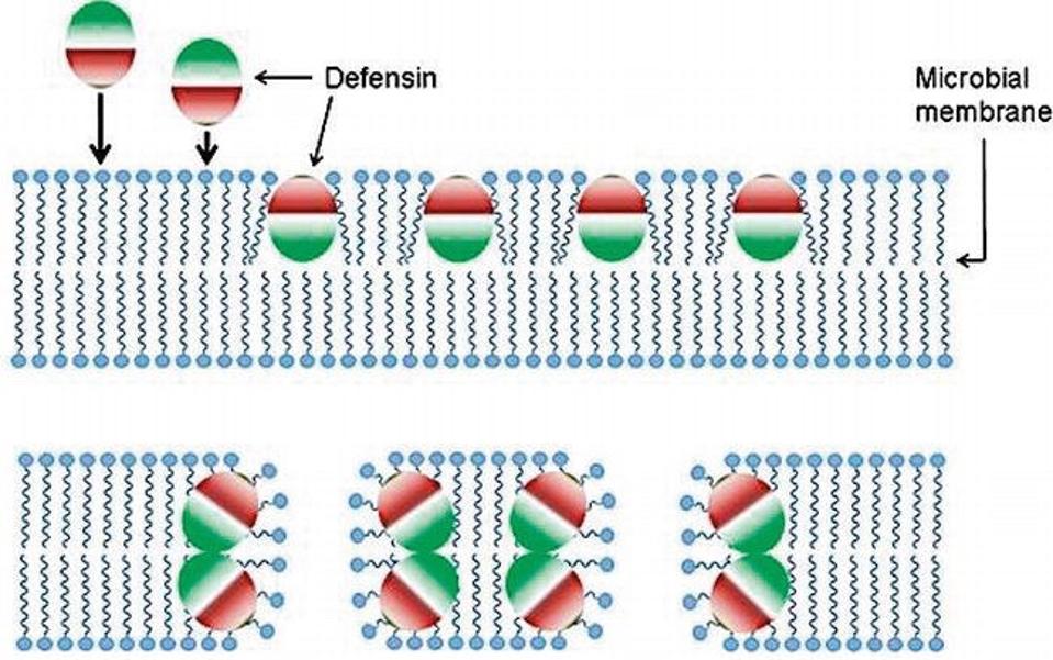 Figure 3: Amphipathic molecules reorient themselves to interact favorably with membranes.